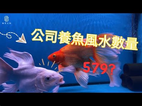 養魚數量垃圾魚|【養魚數量垃圾魚】養魚數量的秘密：垃圾魚清道夫也計算在內？。